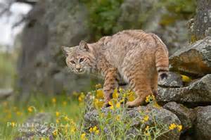 Bobcat